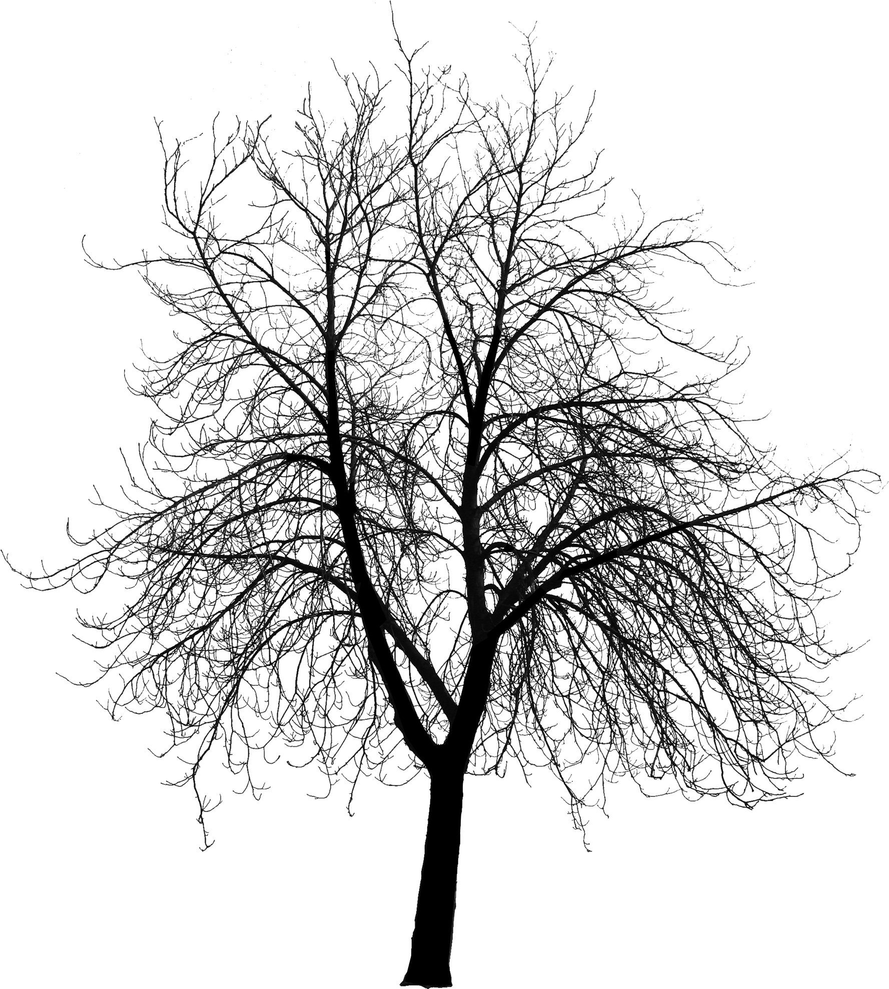 Course Content Visualizing Landscape Dynamics / Dynamic - Trees Silhouette Png (1800x2000)