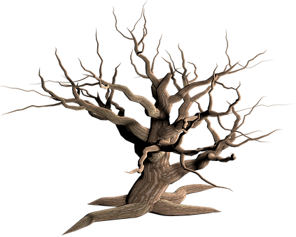 Tree Isolated Dead Plant Weathered Old Mor - Dead Tree Transparent Background (423x340)