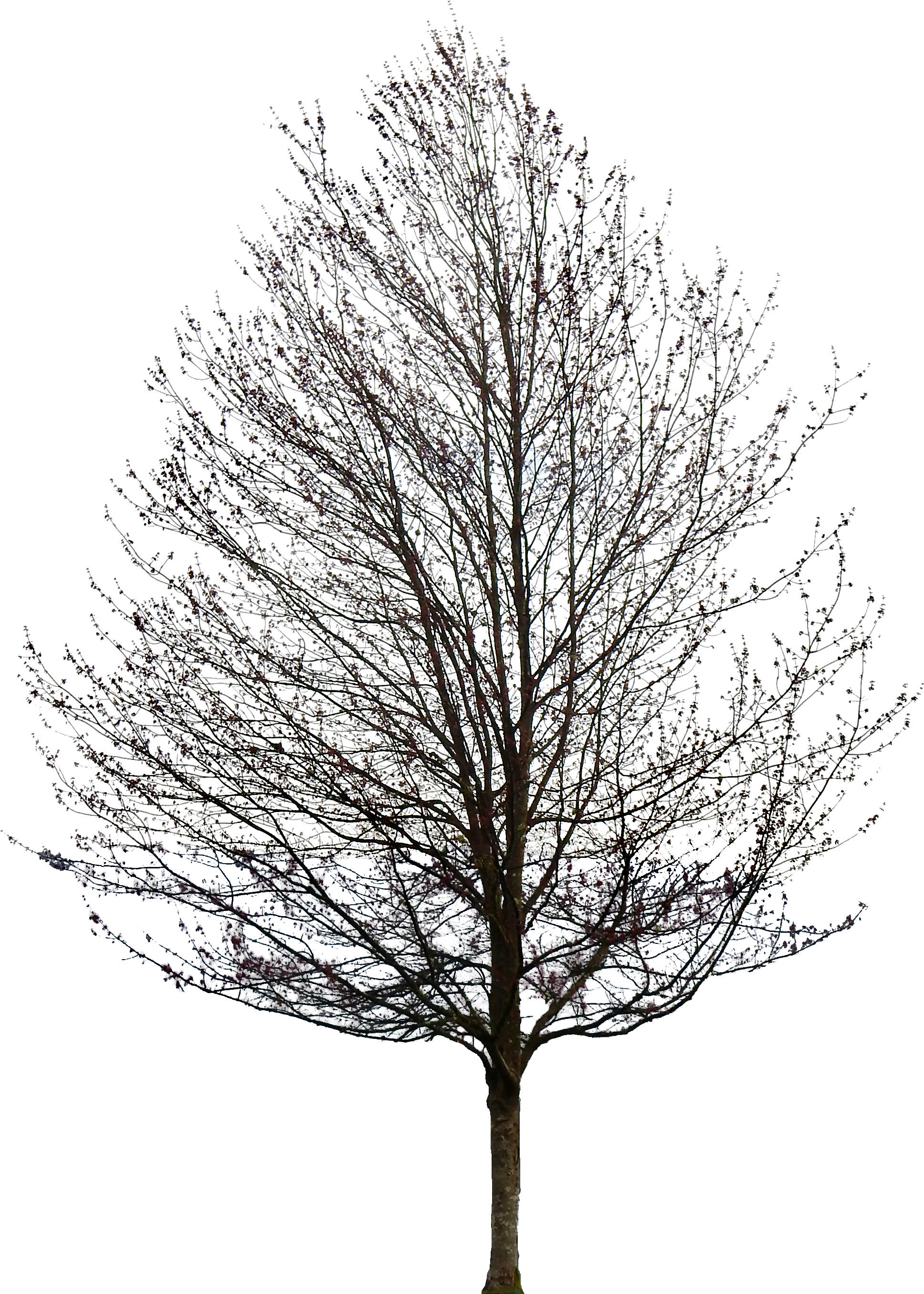 Tree 50 Png By Gd08 - Maple Tree No Leaves (2277x2837)