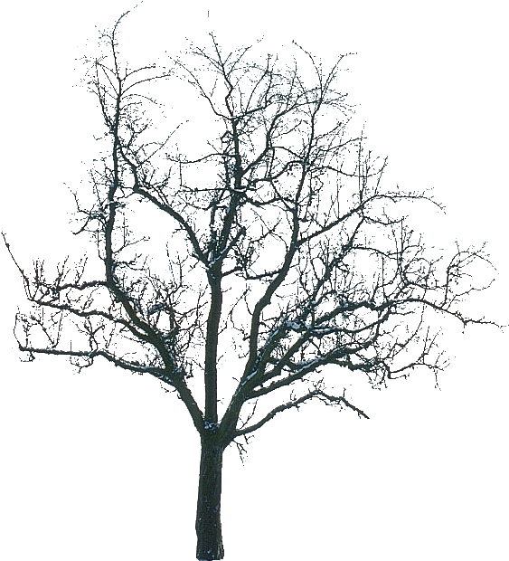 Tree Winter (1199x778)
