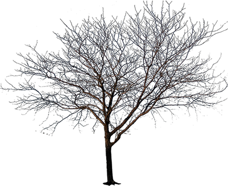 This Tree Has No Leaves - Black And White Tree Png (450x450)