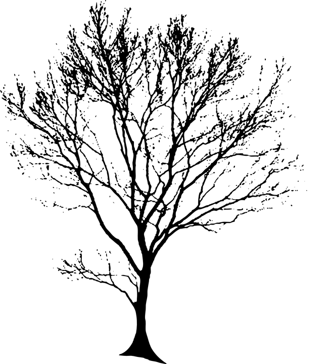 Tree Silhouette Black Â - Tree Drawing Black And White Png (655x720)