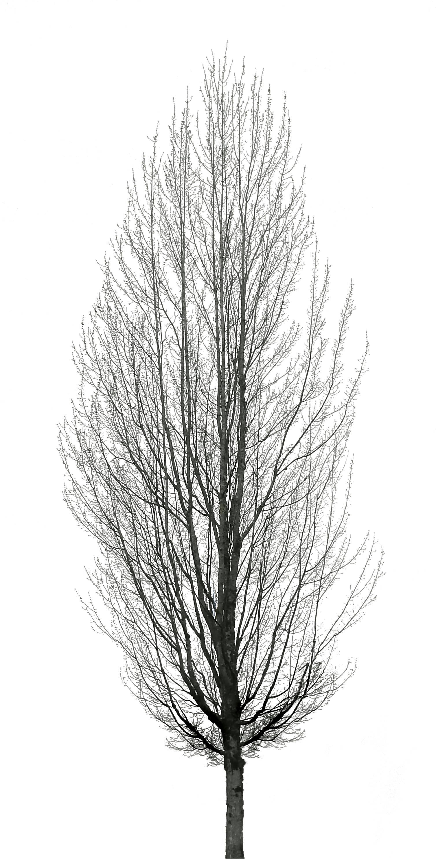 Maple Tree Leaf Texture - Зимние Деревья Png (1507x2970)