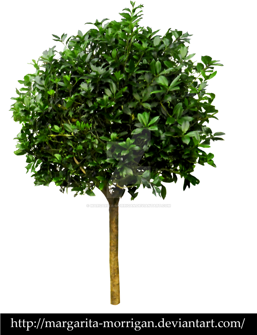 Tree No Leaves Drawing Download - Transparent Small Tree Png (900x1207)