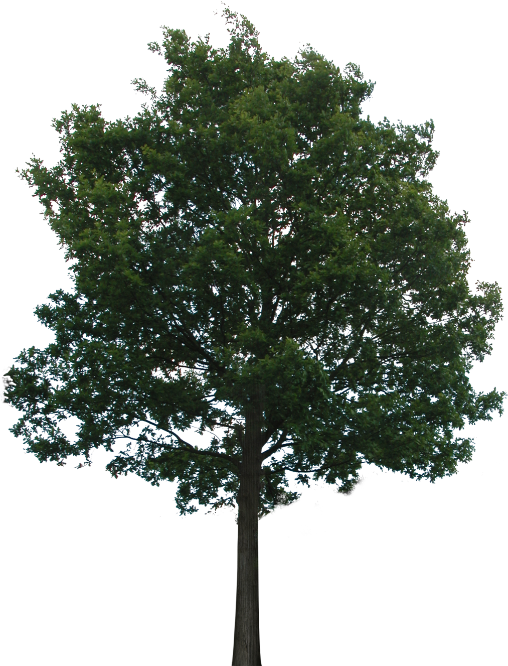 Oak Realistic Clipart For Photoshop Transparent Background - Transparent Background Tree Png (1024x1402)
