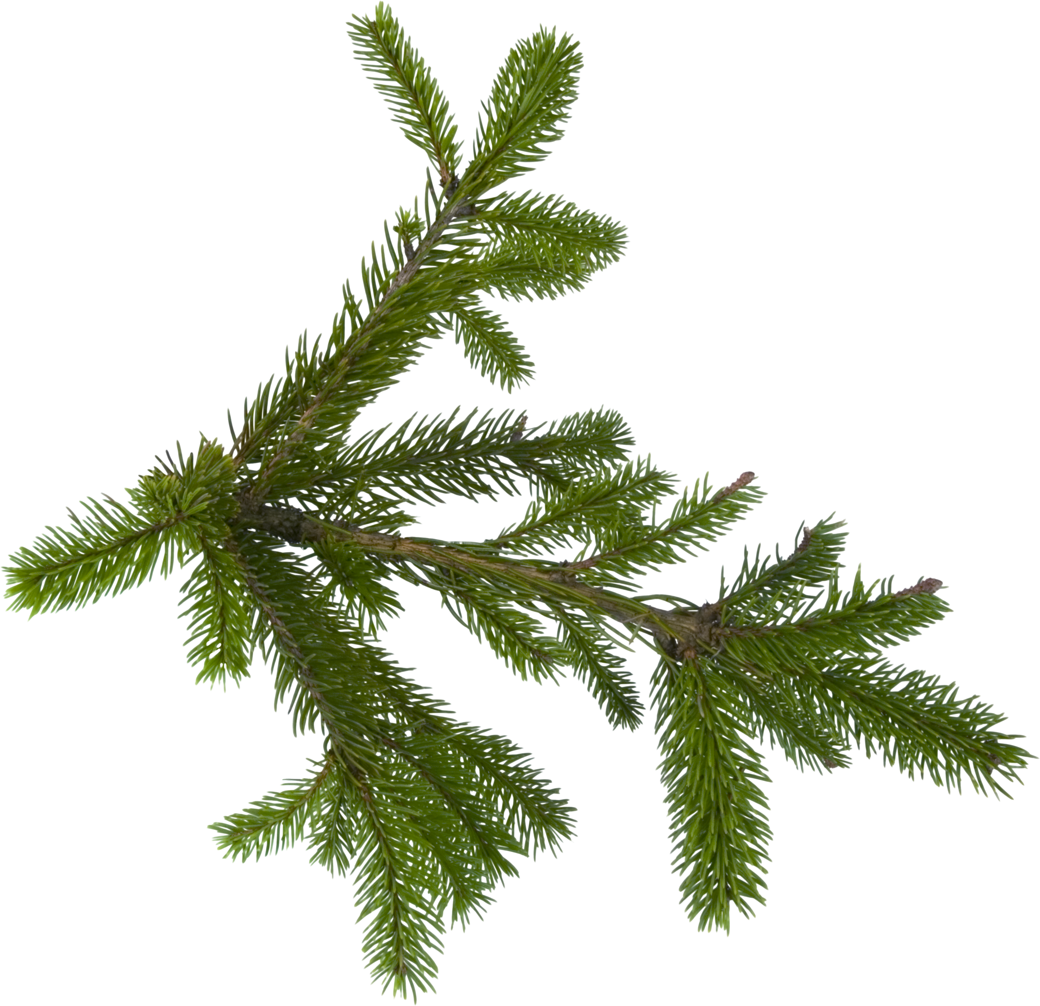 Fir-tree Png Image - Fir Tree Png (3508x3394)