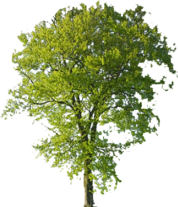 Beech Tree Transparent Background - Trees With Transparent Background (470x459)
