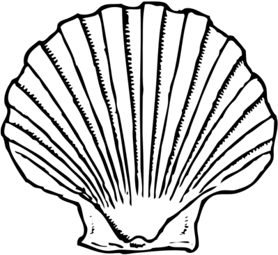 Seashell Clipart Black And White Bclipart Free Clipart - Scallop Shell Clip Art (700x525)