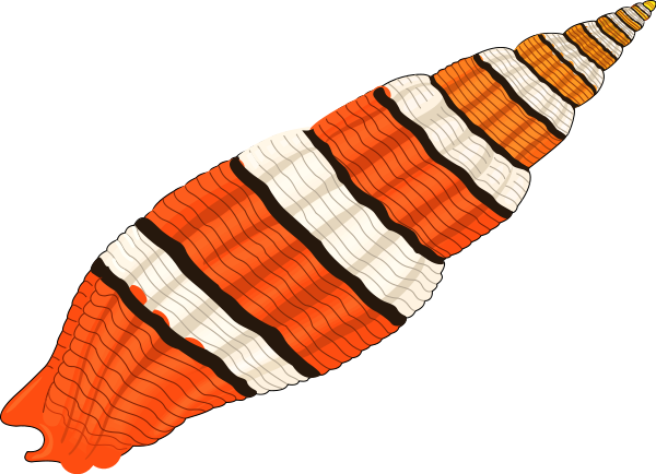 Seashell 01 Png Images - Colorful Seashell Clipart Png (600x434)