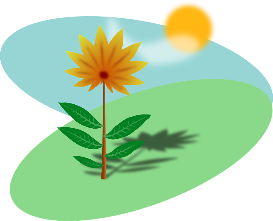 Plant In The Sun (889x720)