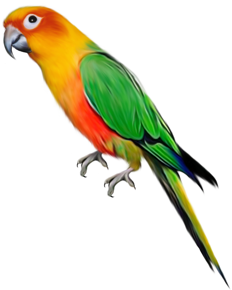 Parrot Png (859x1024)