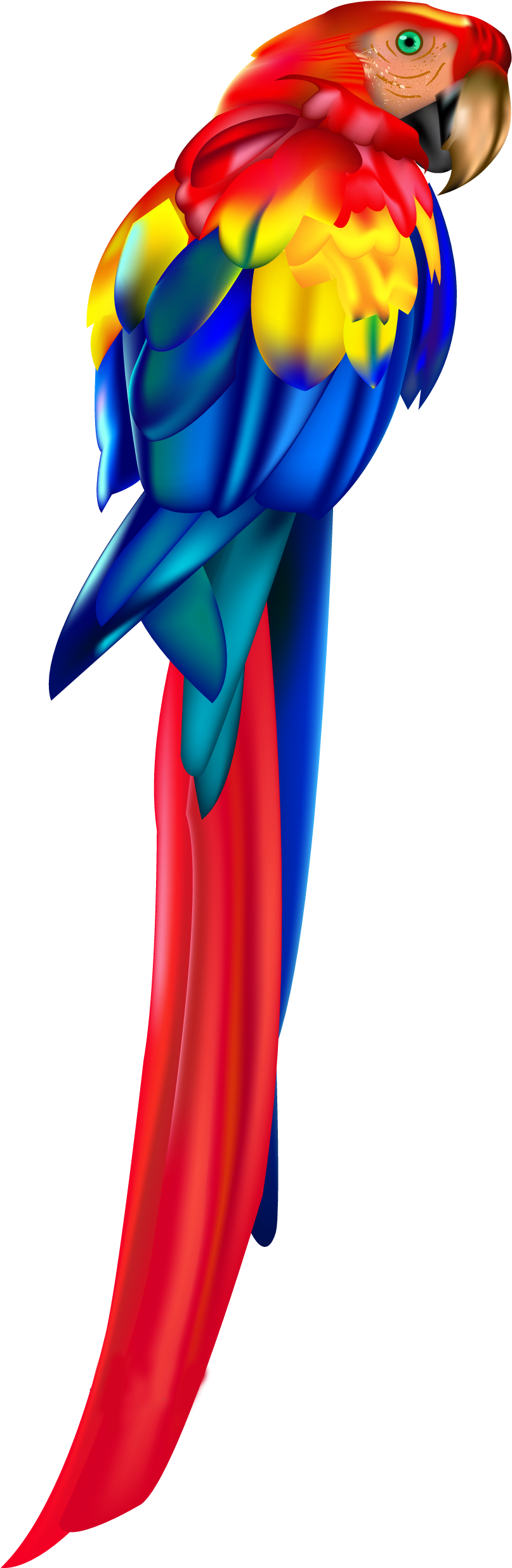 Red Parrot Png Clipart - T-shirt (927x2546)
