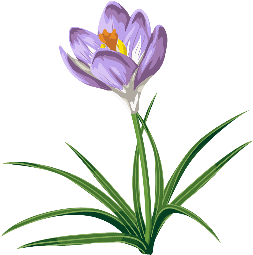 Clip Arts Related To - Crocus Transparent (902x910)