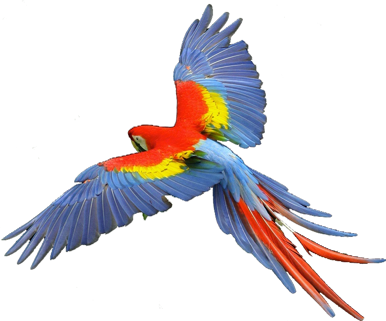 Macaw Scarlet - Scarlet Macaw Clipart (799x654)