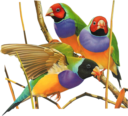 Bd-34 - Ego Guiotto (500x454)