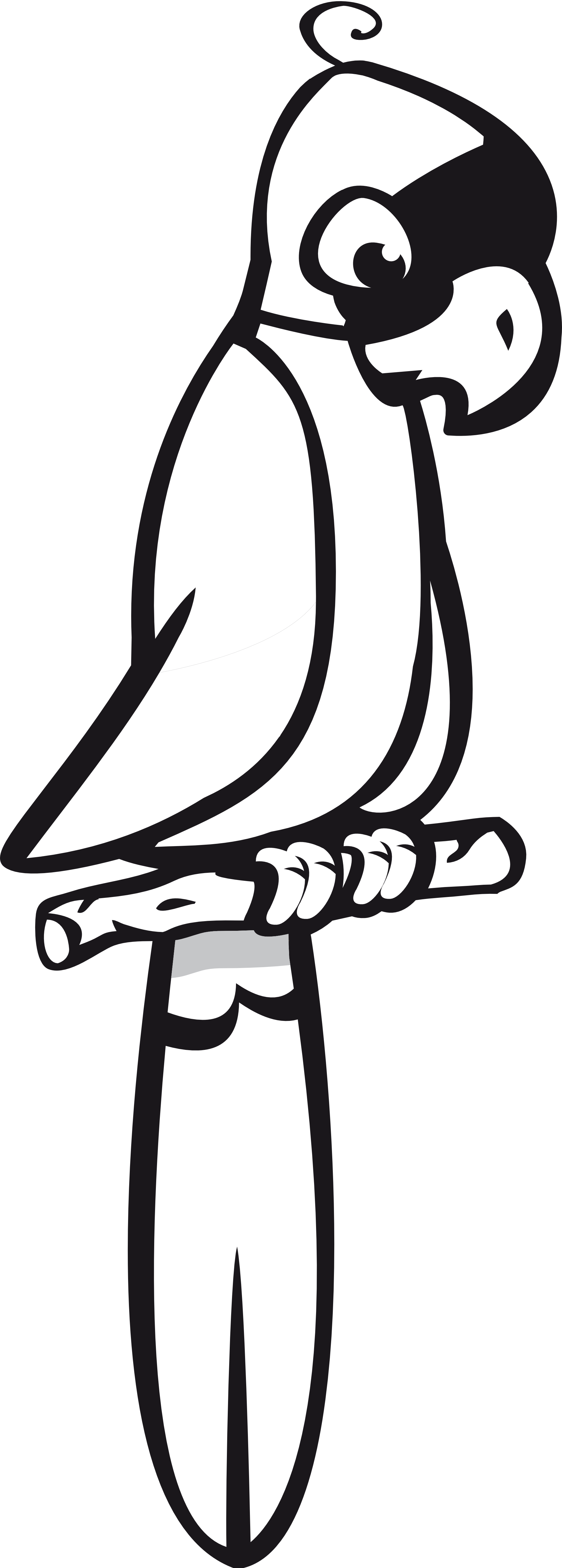 Parrot Clipart Black And White - Parrot Transparent Black And White (1979x5517)
