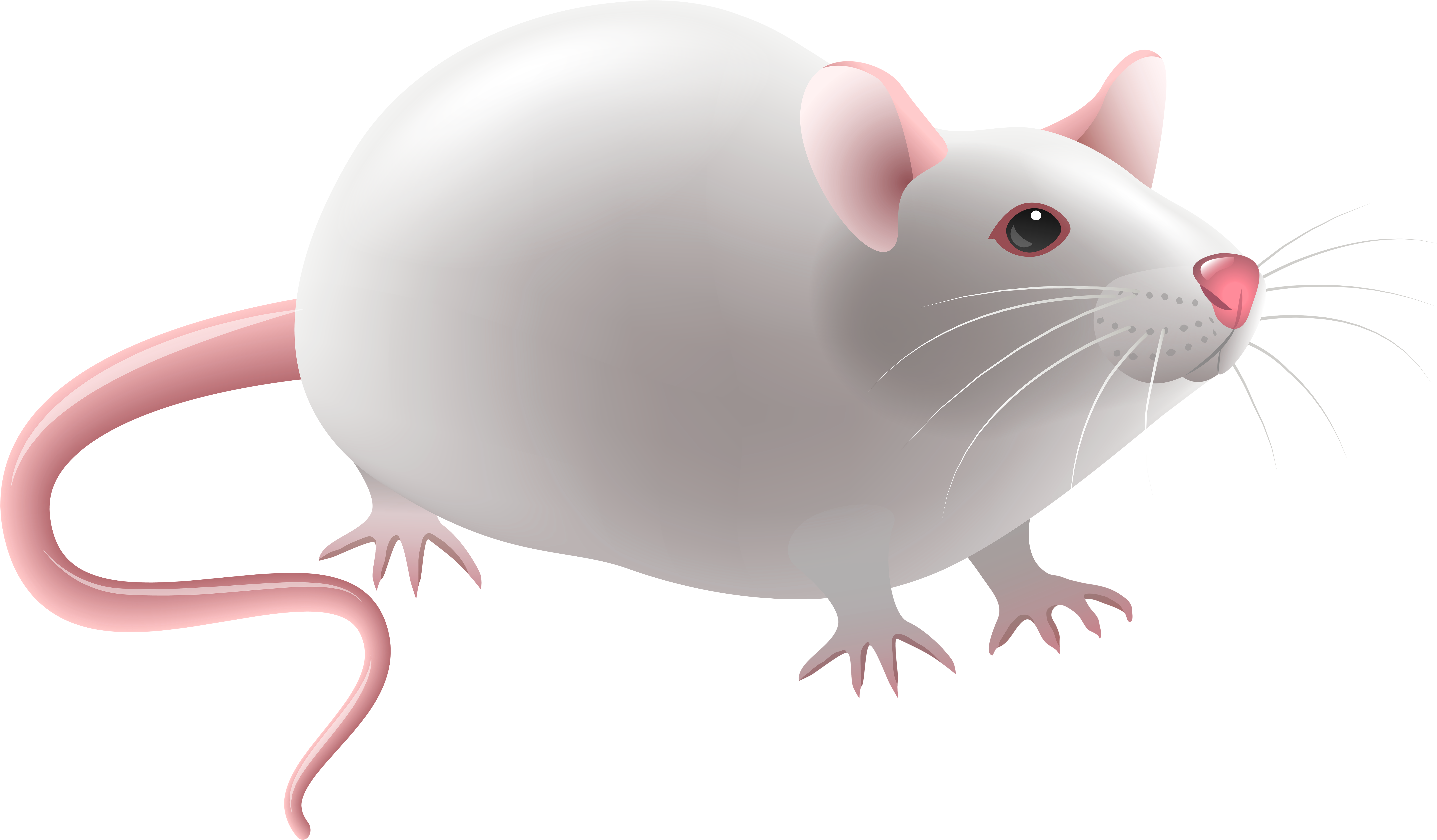 Mouse Png Clip Art - Experimental Mouse Illustration (8000x4768)