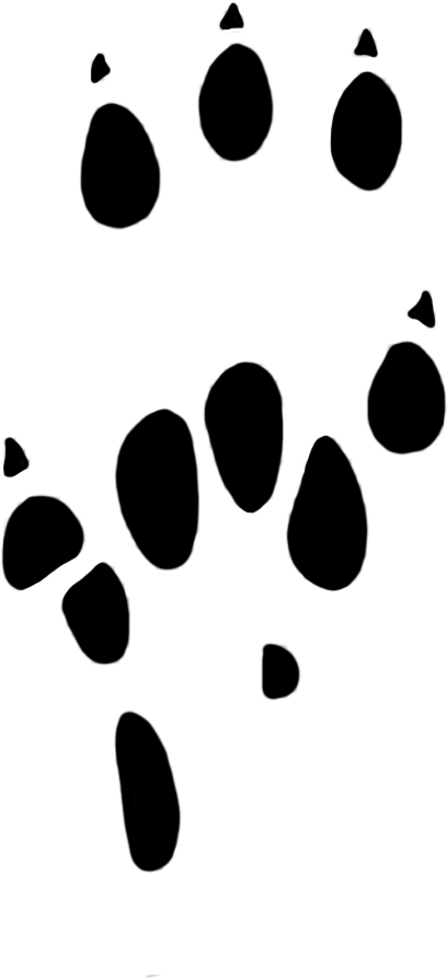 Paw Prints Clipart Rat Paw 25 Mm - Rat Paw Print Png (667x1063)