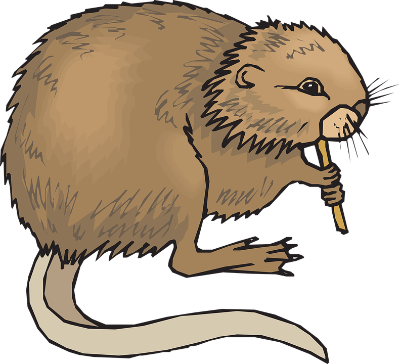 Muskrat Clipart (791x720)