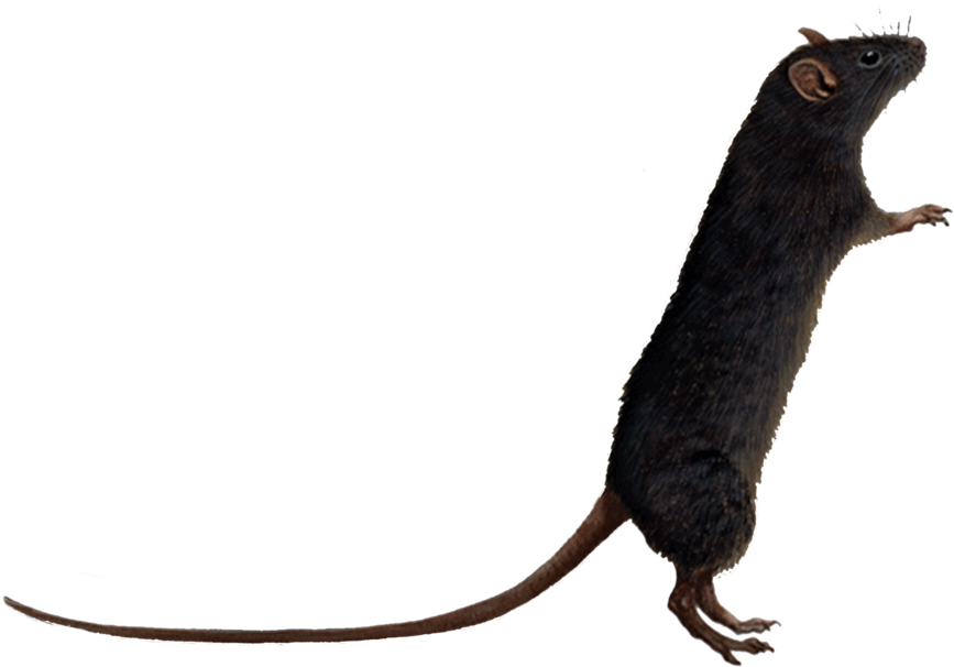 Rat Transparent - Rats Png (1024x819)