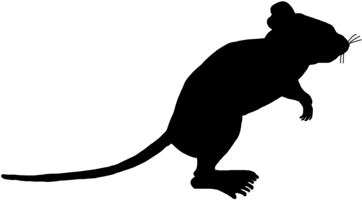 Little Mouse Sniffing Around - Portable Network Graphics (740x516)