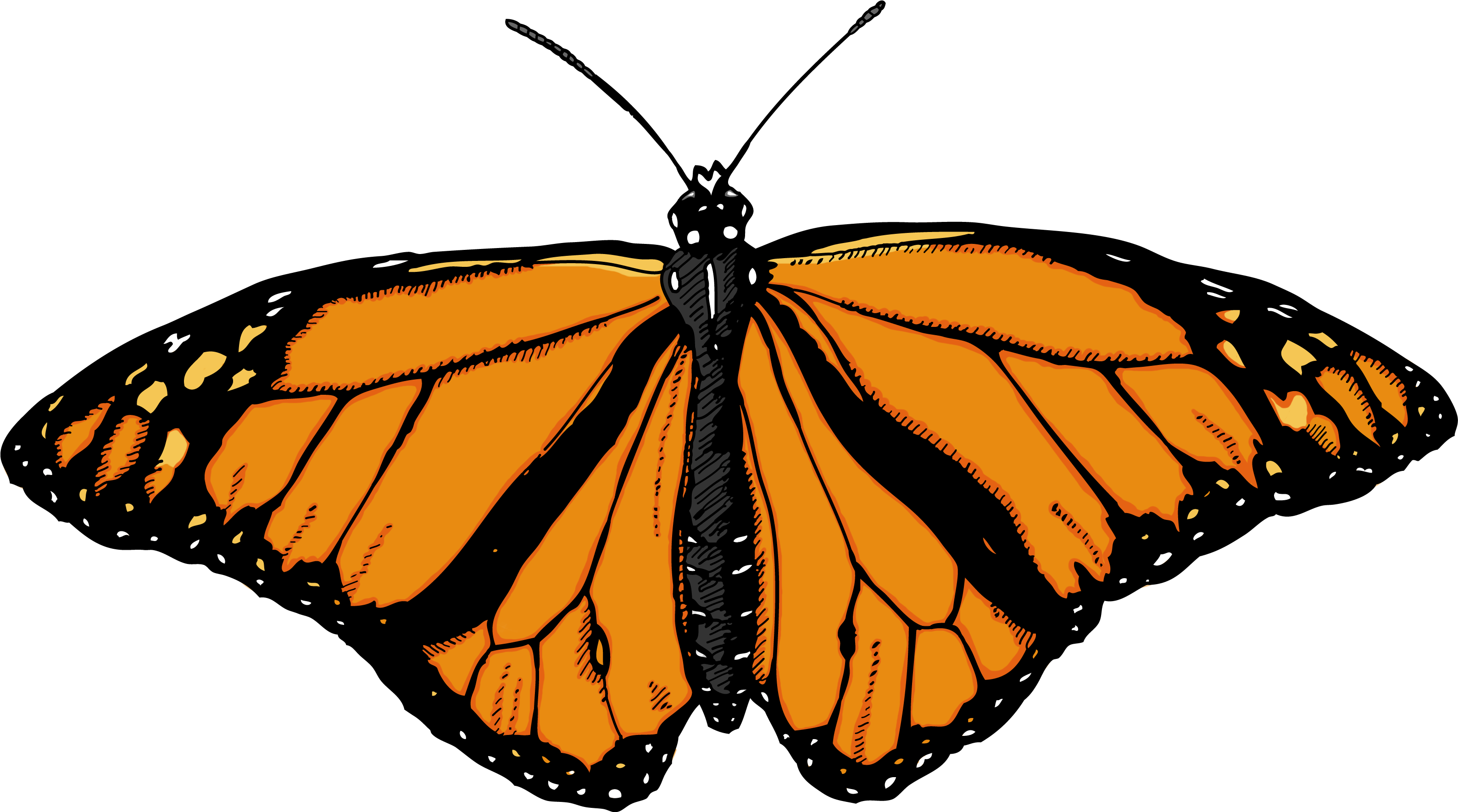 Monarch Butterfly Clipart Image - Butterfly Png (3450x1890)