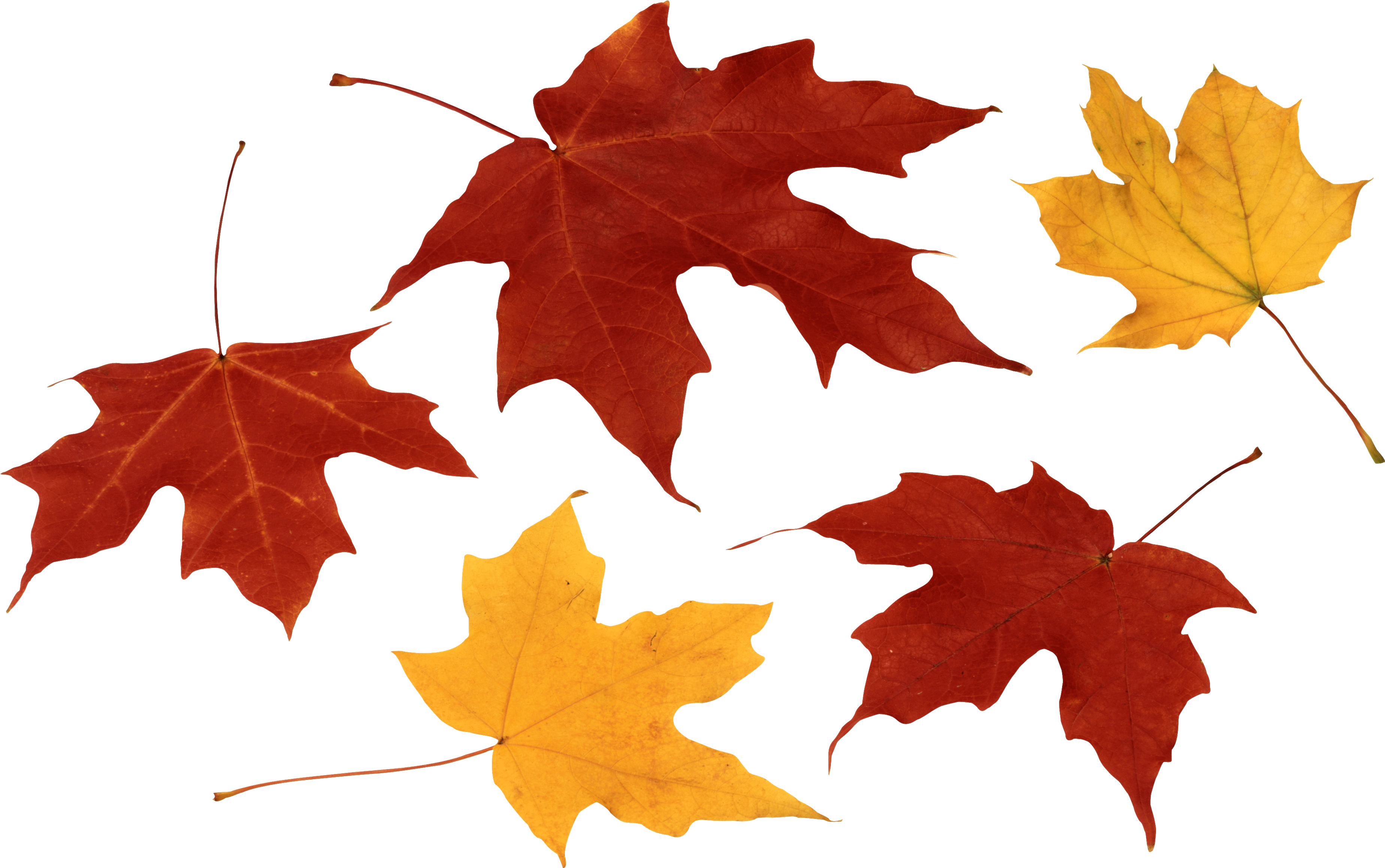 Fall Leaf Clip Art Black And White Image Free Download - Clipart Leaves Png (3784x2372)