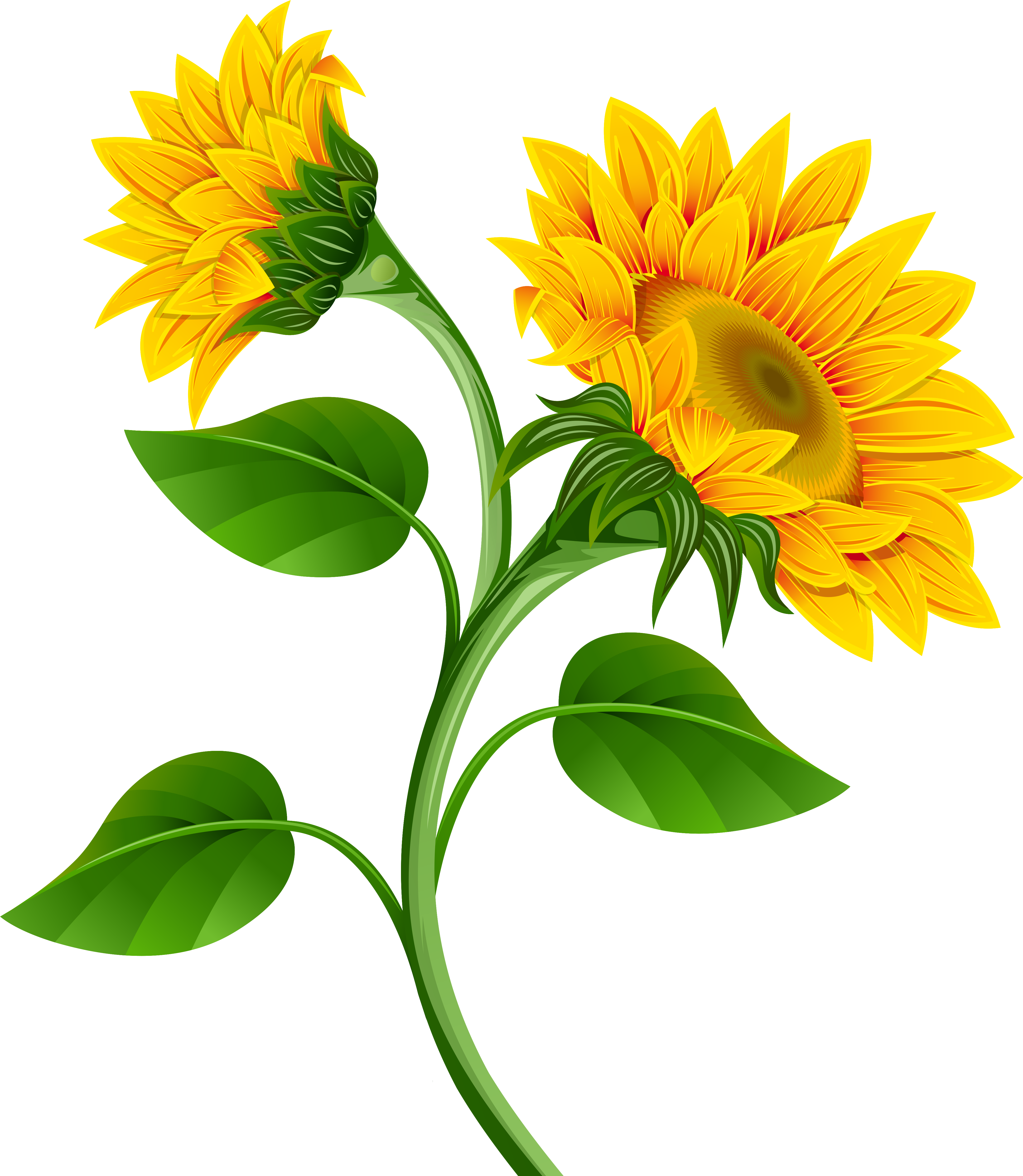 Sunflower Clipart Transparent Background - Sunflowers Clipart Png (4563x5096)