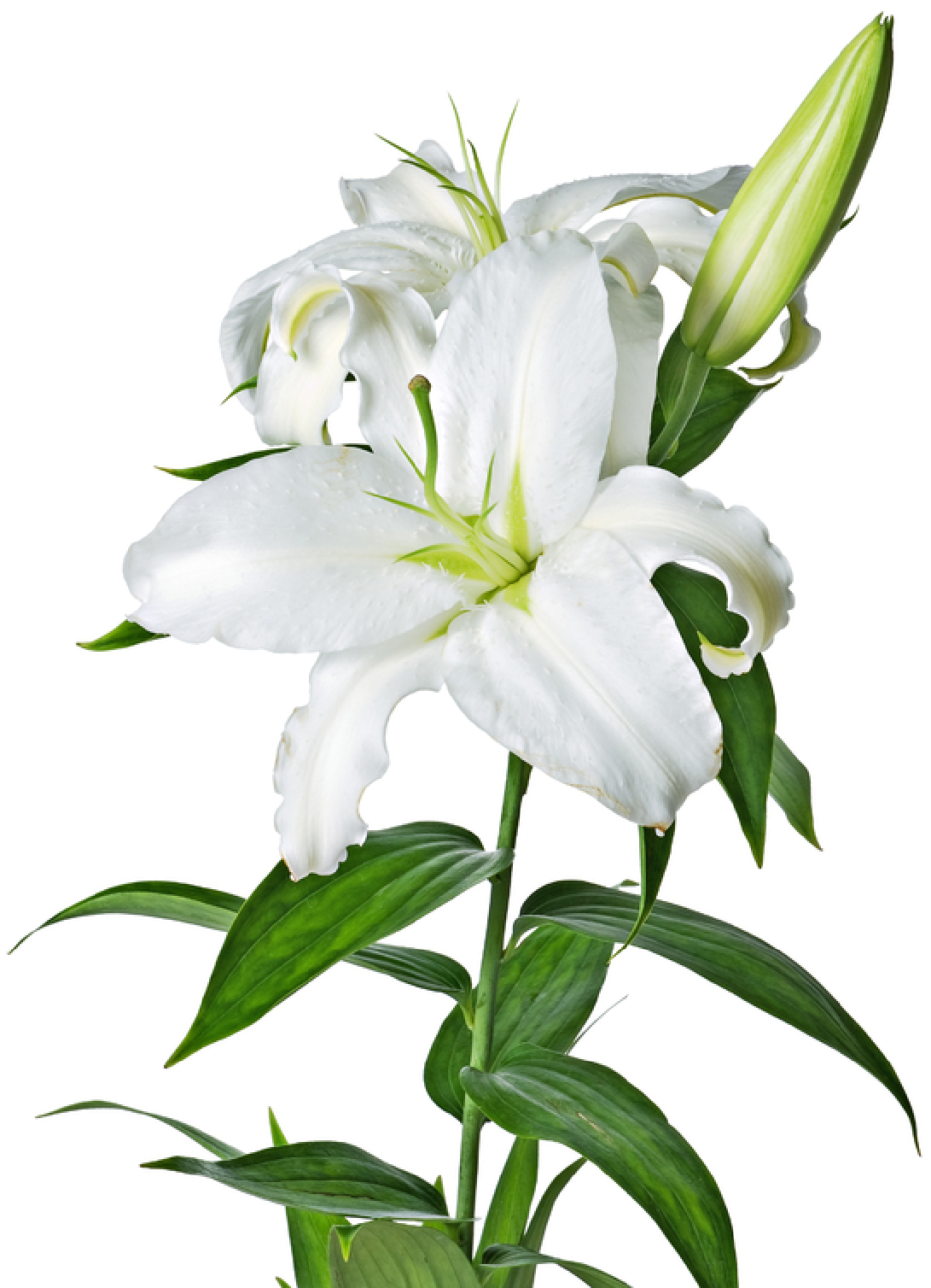 Lilys Site White Lilies - White Lilies With A Transparent Background (1121x1588)