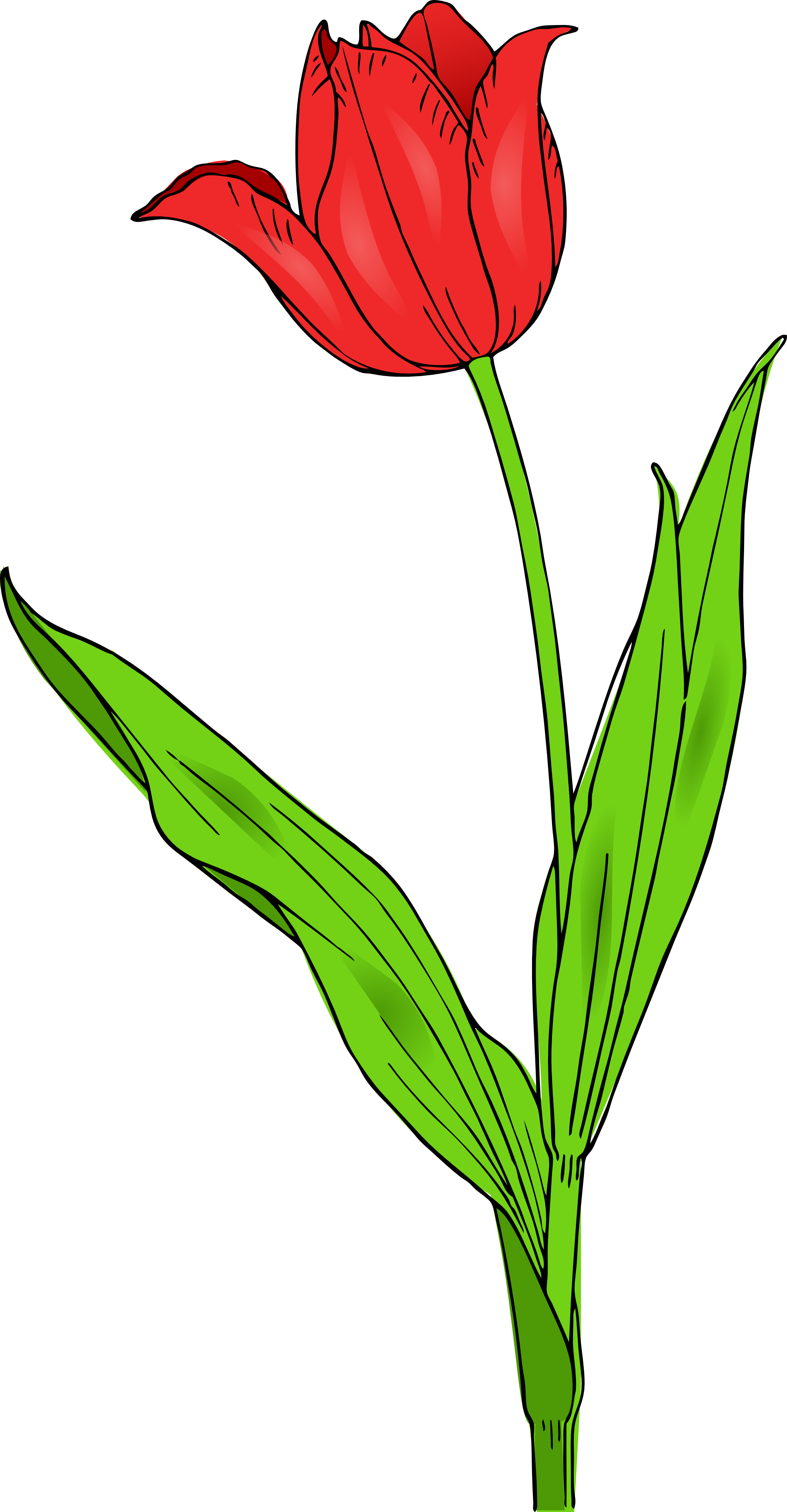 Tulip Images Clip Art - Tulip Clip Art (1979x3803)