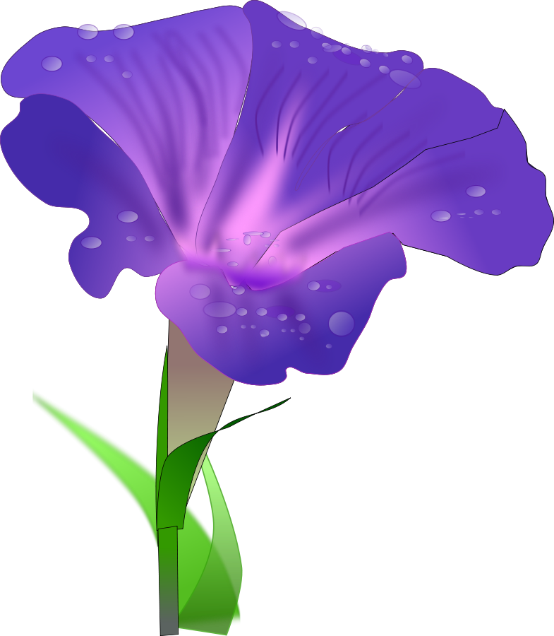 Blue Purple Mix Ipomoea Morning Glory Seeds (785x900)