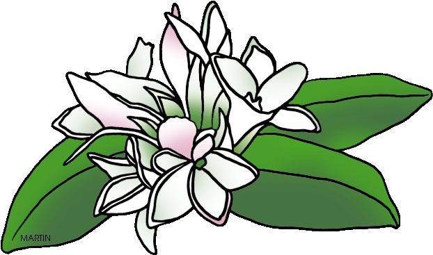 Massachusetts State Flower - Phillip Martin Clipart Flower (648x382)
