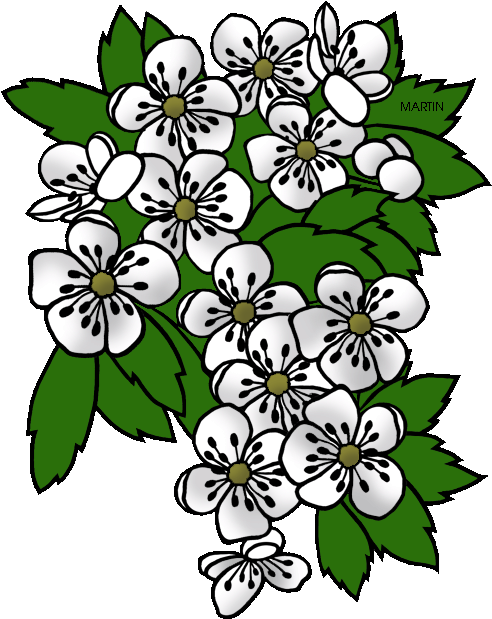 Missouri State Flower - Missouri Mug (502x648)