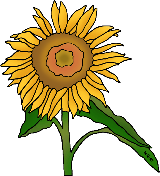 State Flower Of Kansas - Sunflower (570x648)