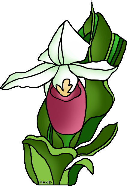 Minnesota State Flower - Lady Slipper Clip Art (459x648)