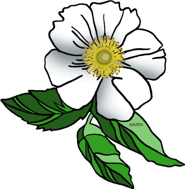Georgia Cliparts - Cherokee Rose Clip Art (640x648)