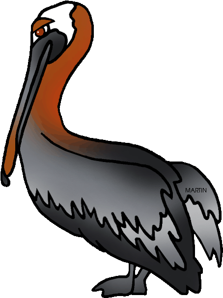 Louisiana State Bird - Louisiana State Brown Pelican (515x648)