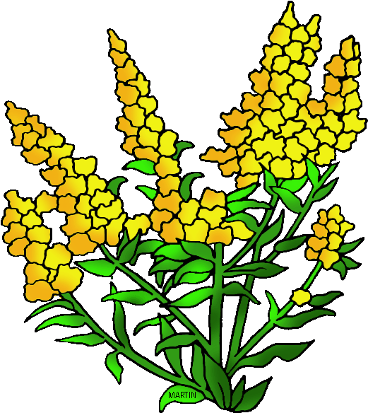 Nebraska State Flower - Kentucky State Flower Clipart (578x648)