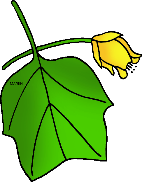 Tennessee State Tree - Tulip Tree Clip Art (556x648)