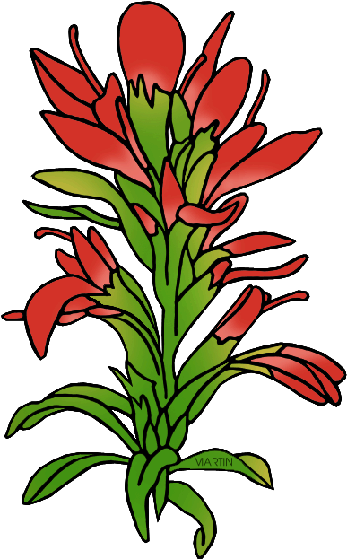 State Flower Of Wyoming - Indian Paintbrush Flower Clipart (406x648)