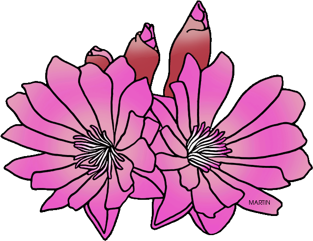 State Floral Emblem Of Montana - Montana State Flower Clipart - Full Size PNG Clipart Images ...