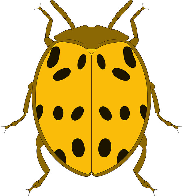 Beetle Black, Top, View, Yellow, Ladybug, Wings, Beetle - ด้วง ดำ จุด เหลือง (597x640)
