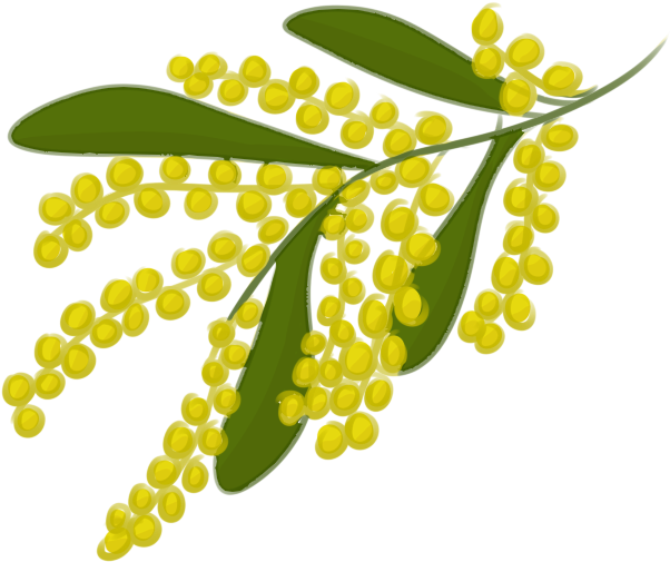 Acacia Tree Clipart - Wattle Flower Clipart Pgn (658x575)