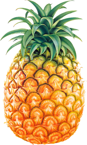 Ананас, Яркий, Вид Спереди, Pineapple, Png - Pineapple Png (300x500)