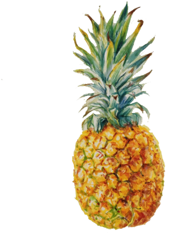 ☁ Transparents ☁ - Pineapple Art Drawing (500x488)