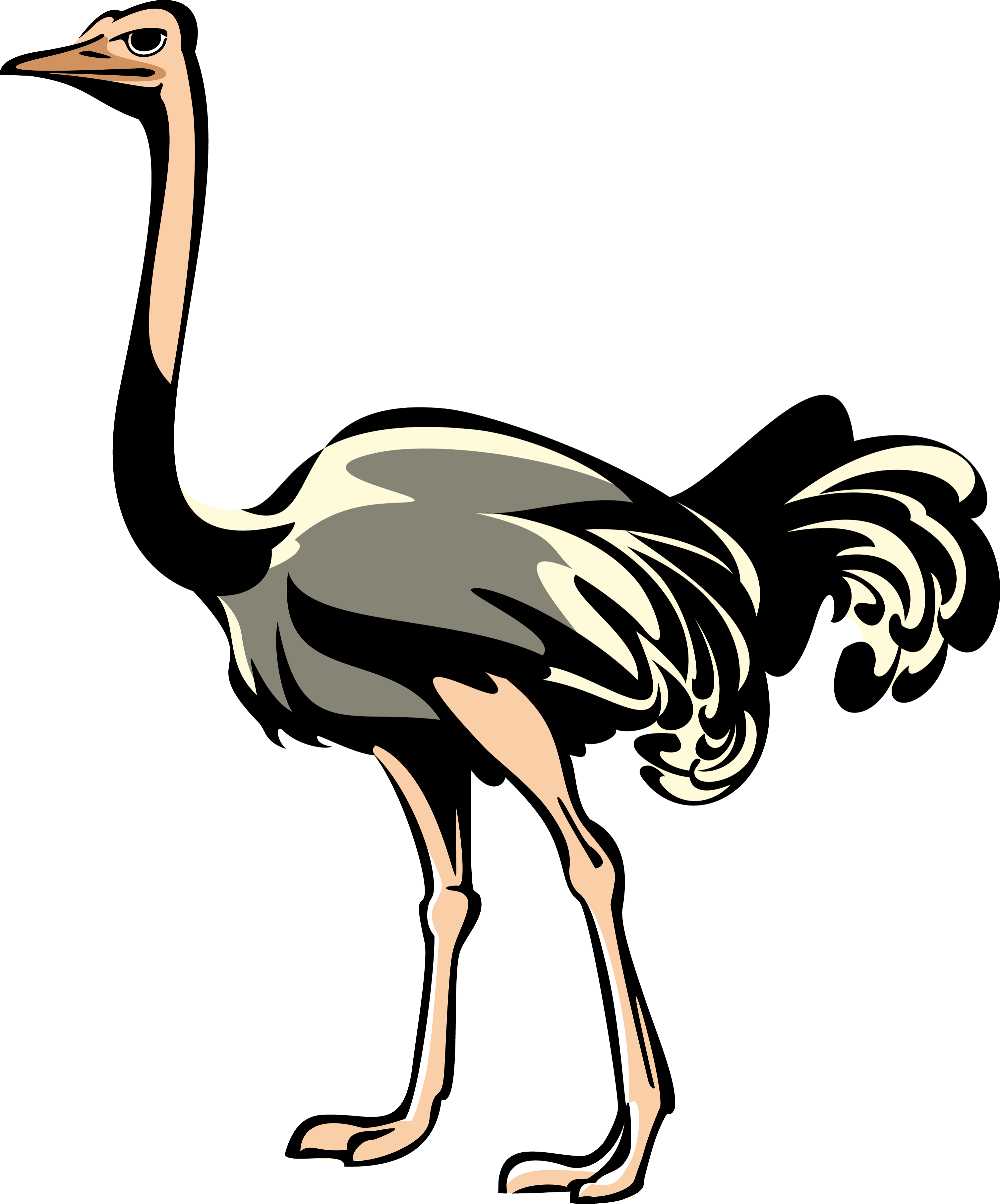 Common Ostrich Bird Clip Art - Common Ostrich Bird Clip Art (3000x3611)