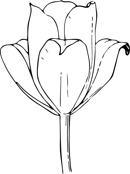 Tulip Flower Clip Art Free Vector / 4vector - Tulips Coloring Pages (444x594)
