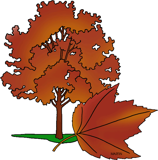 Rhode Island Clipart - Rhode Island State Tree (628x648)