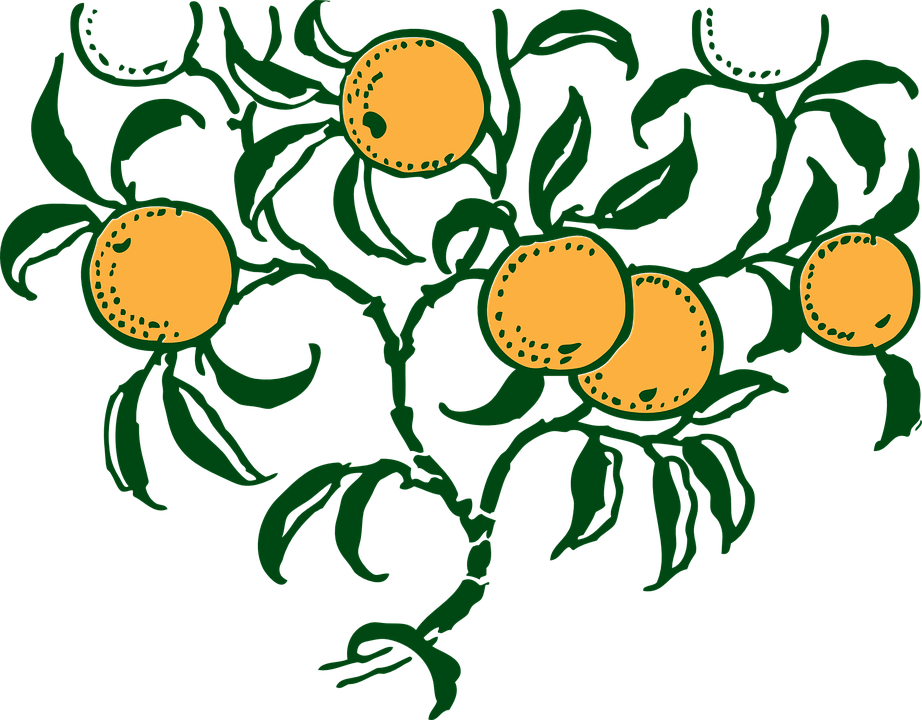Lemon Tree Clipart 26, Buy Clip Art - Orange Tree Vector Art (922x720)