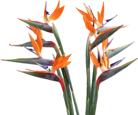 Bird Of Paradise Flower Clipart - Birds Of Paradise Png (450x378)